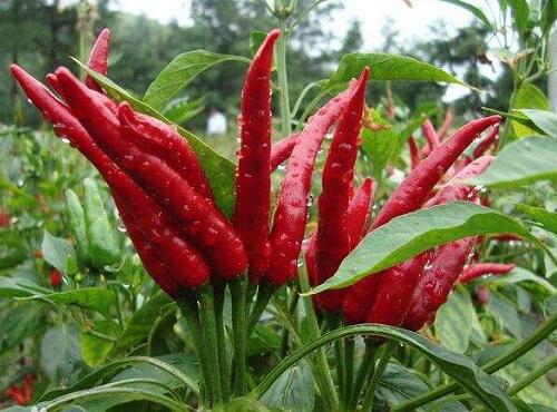 蔬菜品種：朝天椒