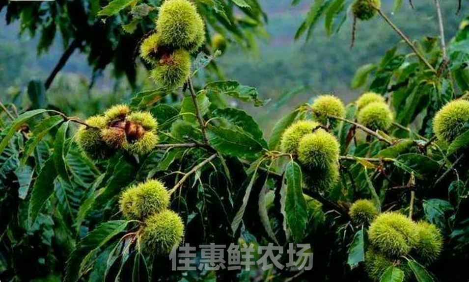 深圳蔬菜配送中心為您講解板栗獨(dú)特的功效與營養(yǎng)價值