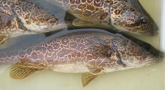 1760256661.jpg tupian_guihuayu1.jpg