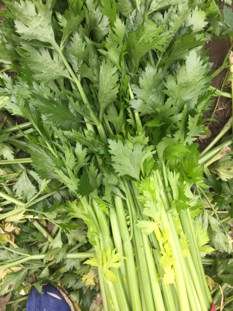 惠州生鮮蔬菜配送?中心為您科普芹菜的營養(yǎng)價值。